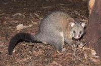 Possum Removal Adelaide image 3